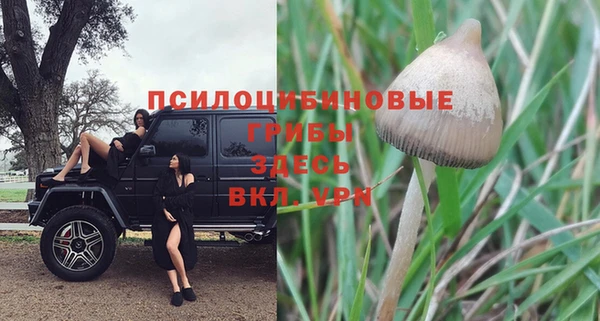 ПСИЛОЦИБИНОВЫЕ ГРИБЫ Баксан